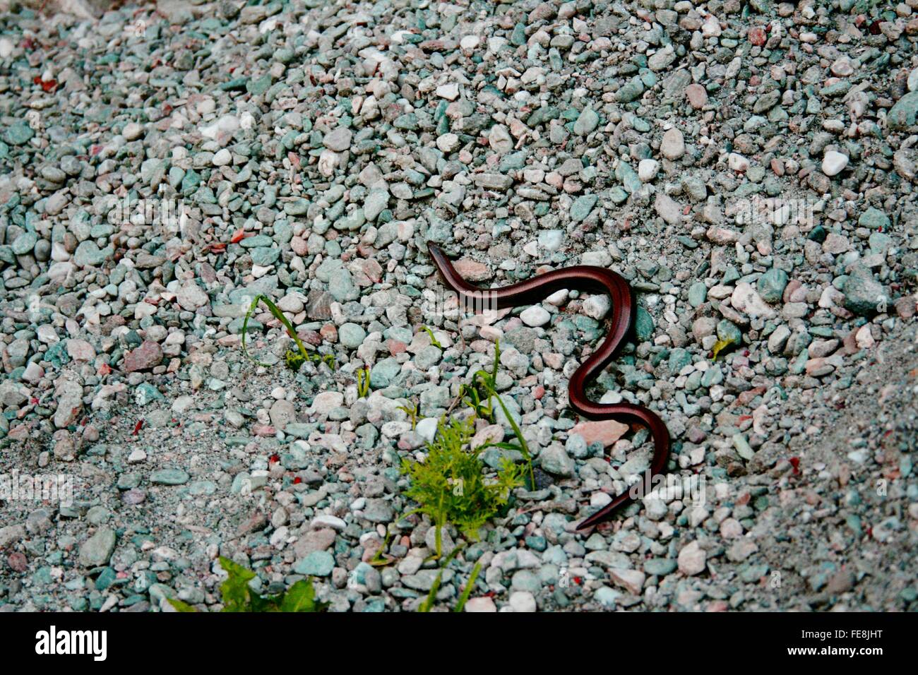 Snake On Pebbles Stock Photo Alamy