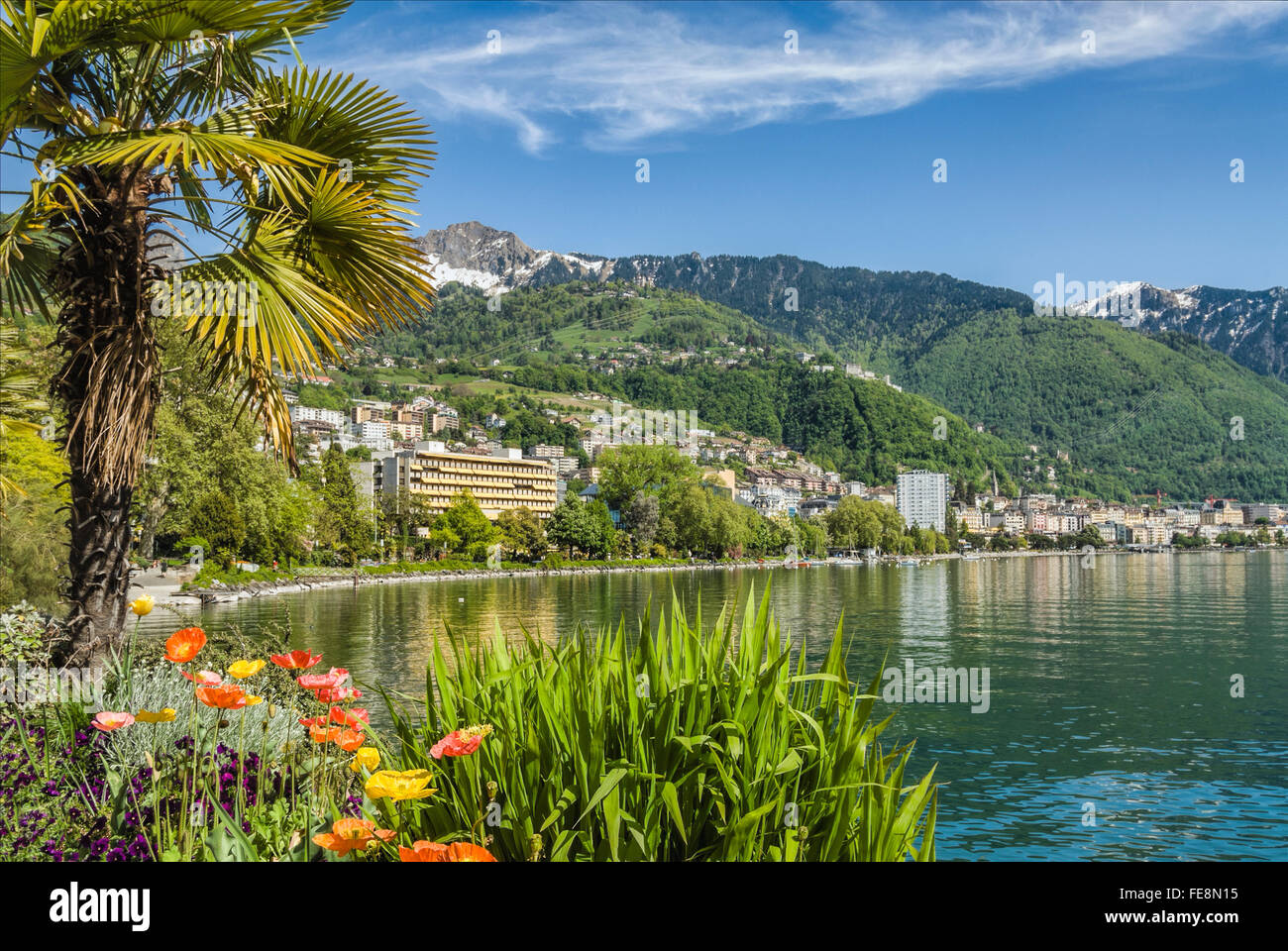 Switzerland Flowers Swiss Schweiz Nobody High Resolution Stock