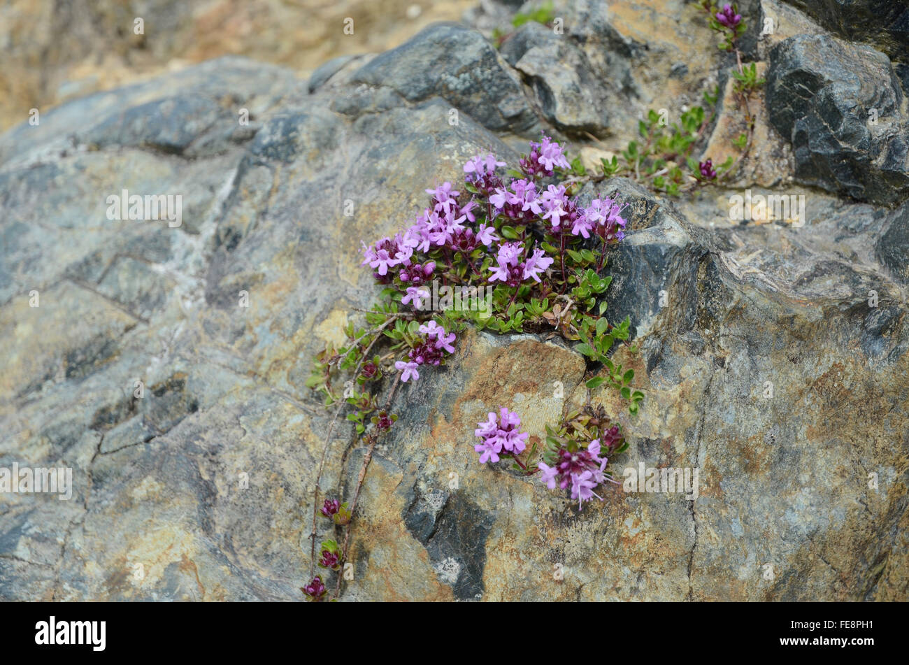 Pink Flowers On Rock Stock Photo Alamy