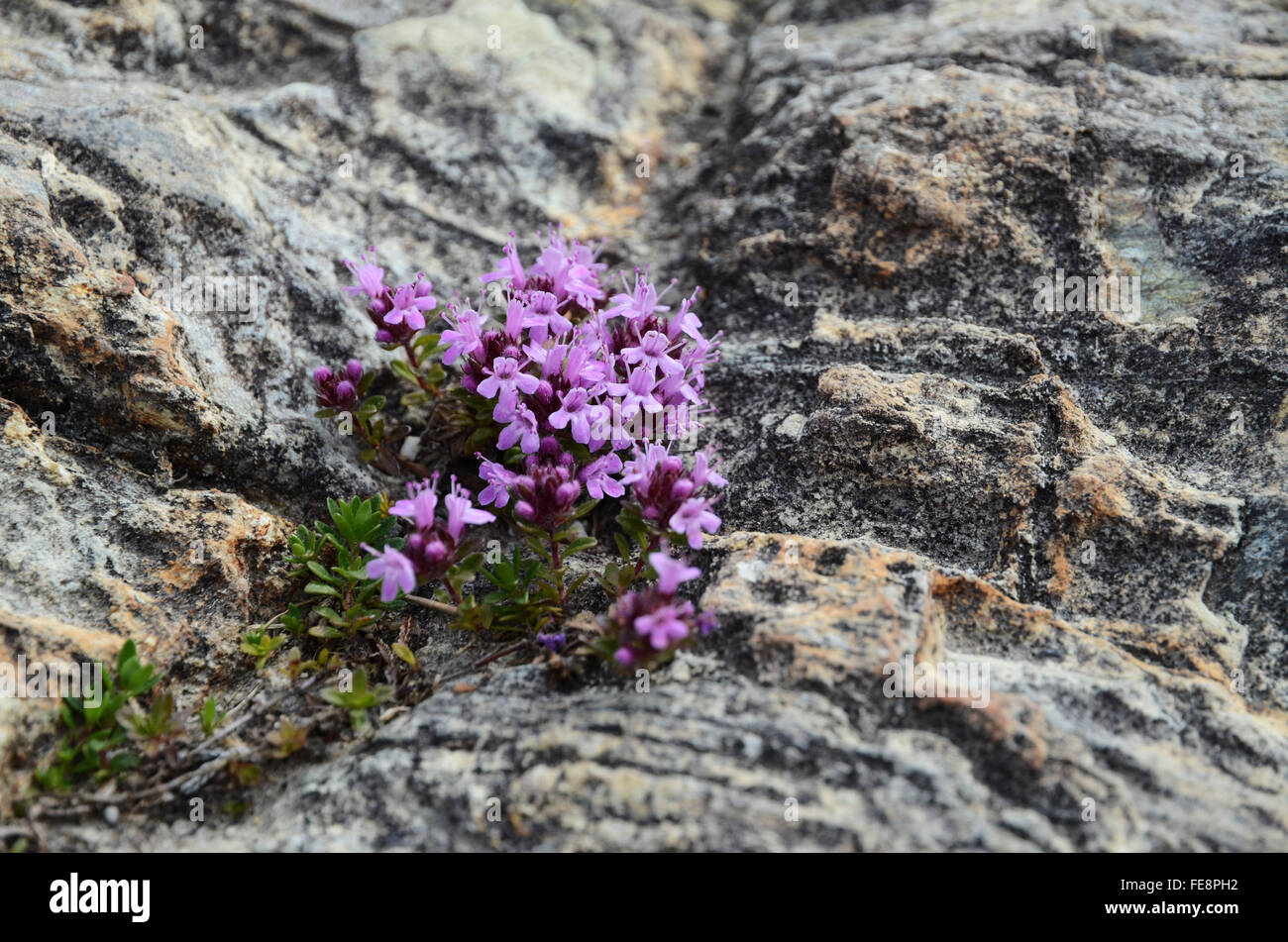 Pink Flowers On Rock Stock Photo - Alamy