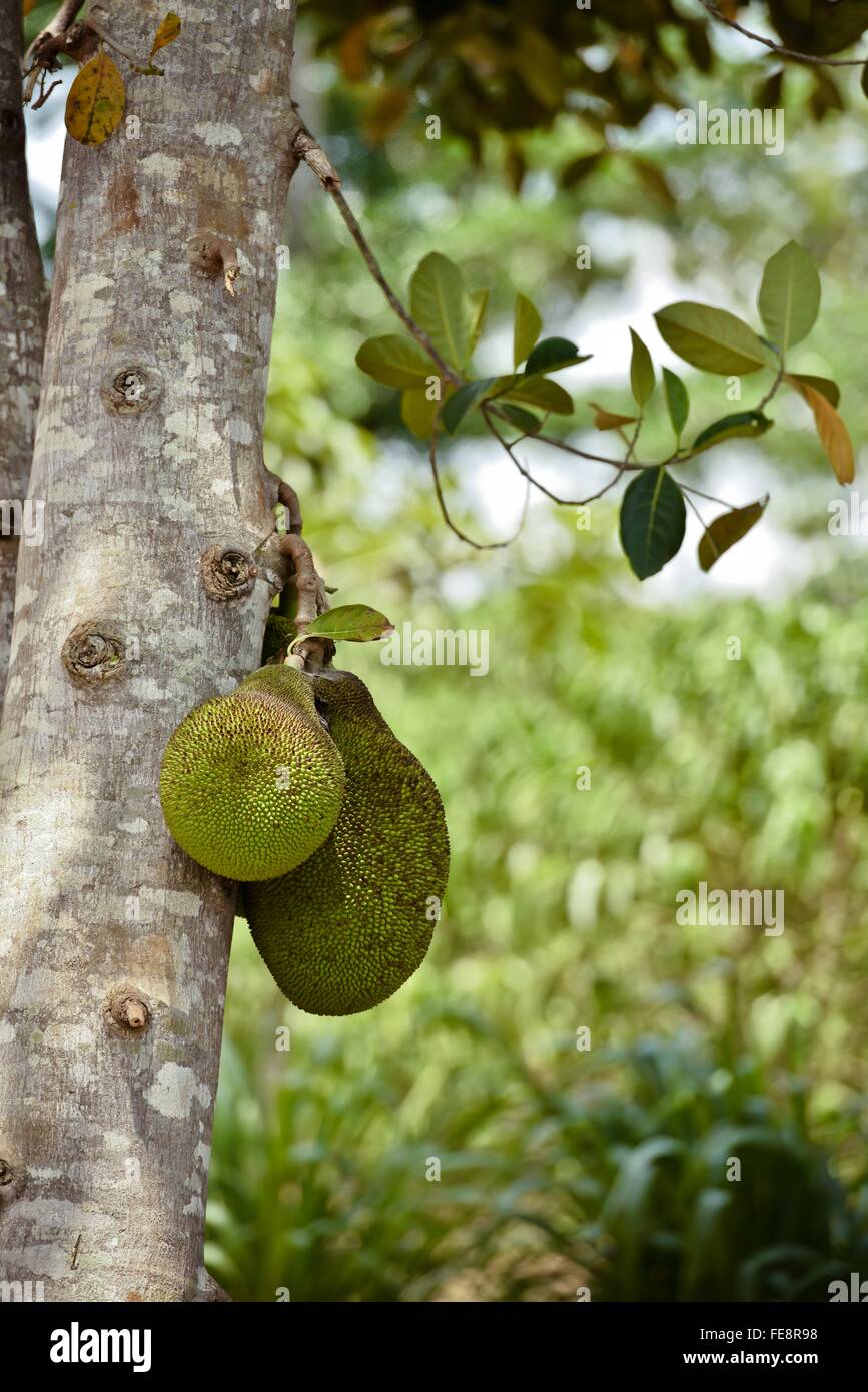 Durian Fruits Stock Photos & Durian Fruits Stock Images - Alamy