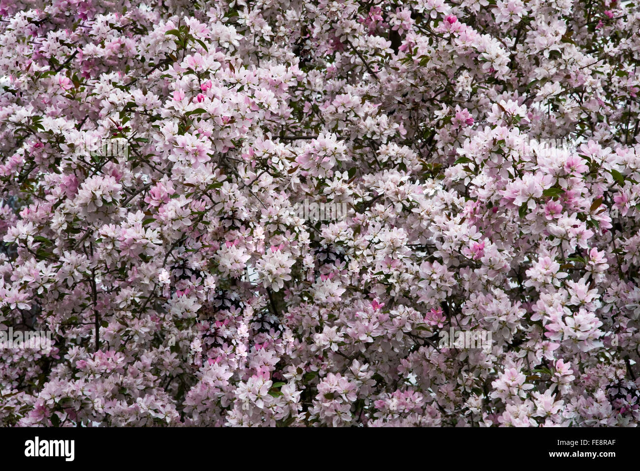 Close up spring season Cherry blossoms, New Jersey, USA, cherry tree
