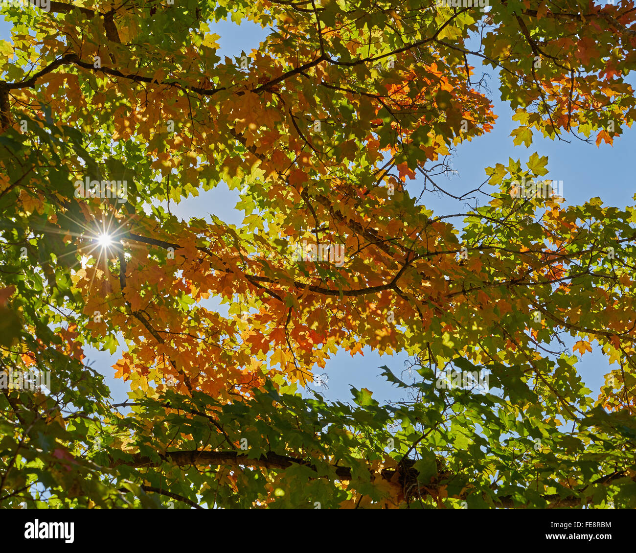 orange-and-green-leaves-stock-photo-alamy