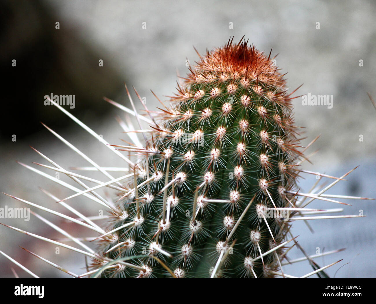 Macro Shot Of Cactus Plant Stock Photo