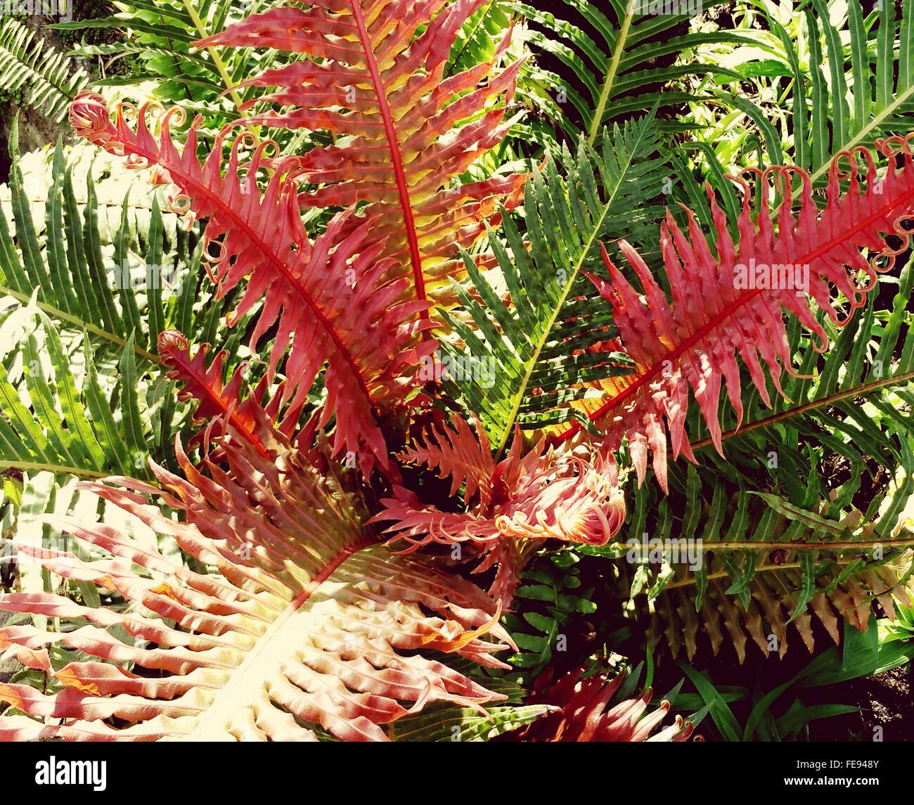 Red fern hires stock photography and images Alamy
