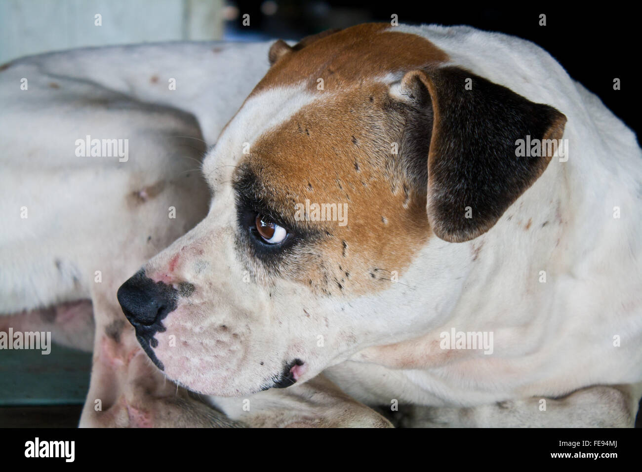 The Dog with Sad Eyes Stock Photo Stock Photo