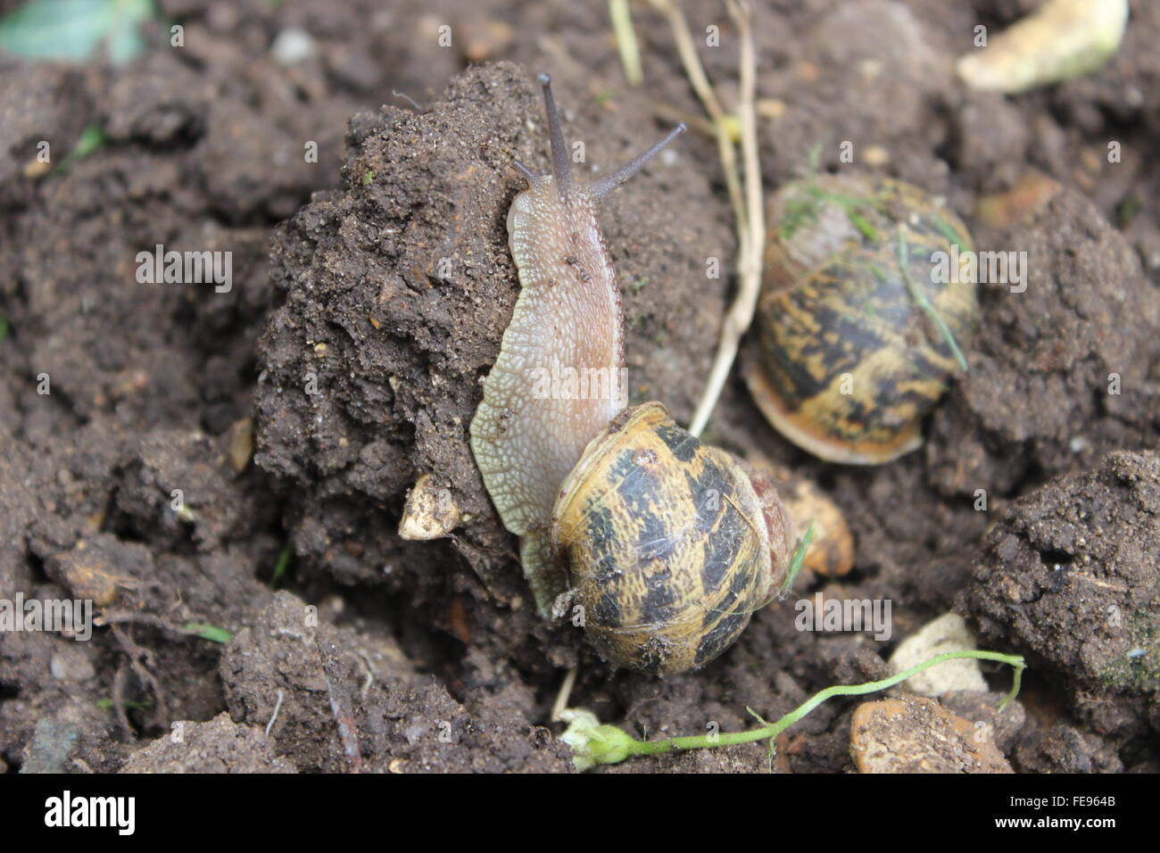 Snail in garden Stock Photo Alamy