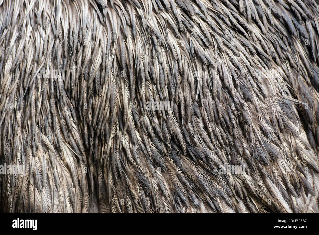 Detail of Emu feathers Stock Photo - Alamy