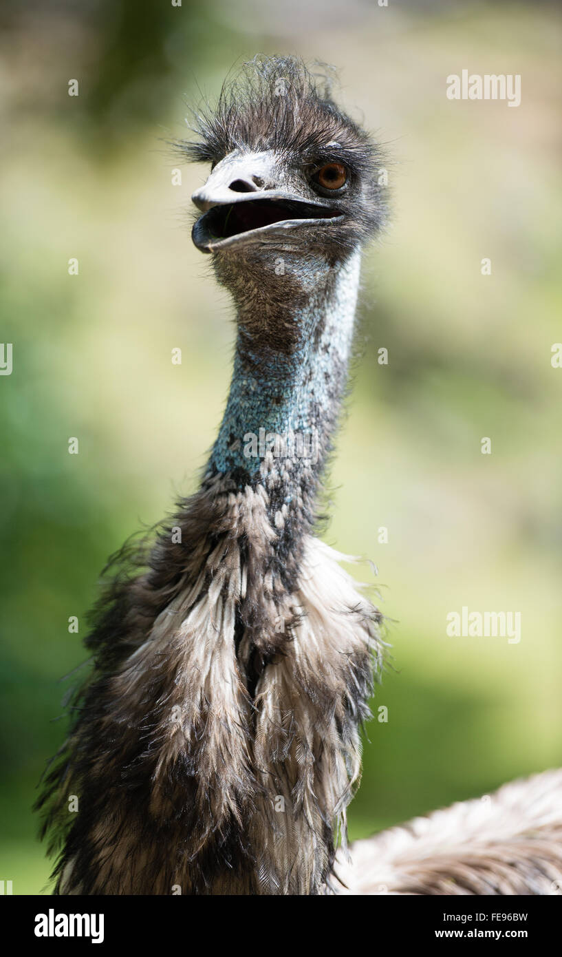 Portrait Of Emu Second Largest Bird In The World Stock Photo Alamy
