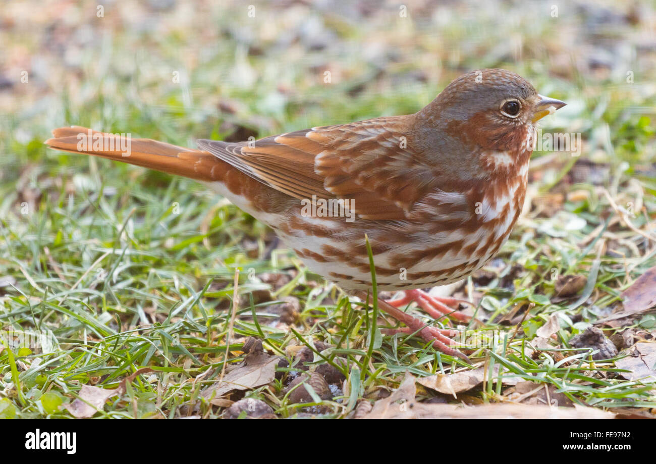 A beautiful rust colored Fox Sparrow (Passerella iliaca) forages on the ground for food Stock Photo