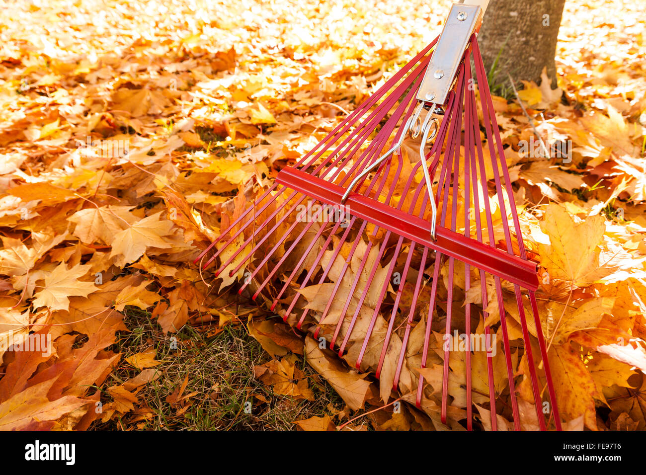Metal rake and yellow maple leaves in autumn. Fall lawn and garden yard