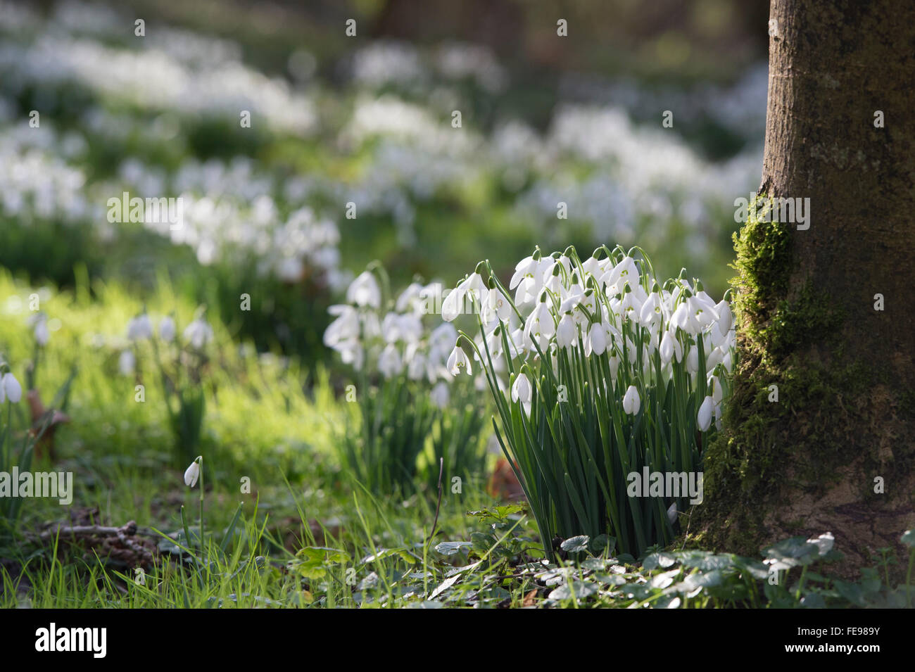 Galanthus. Snowdrops in an ancient woodland. UK Stock Photo