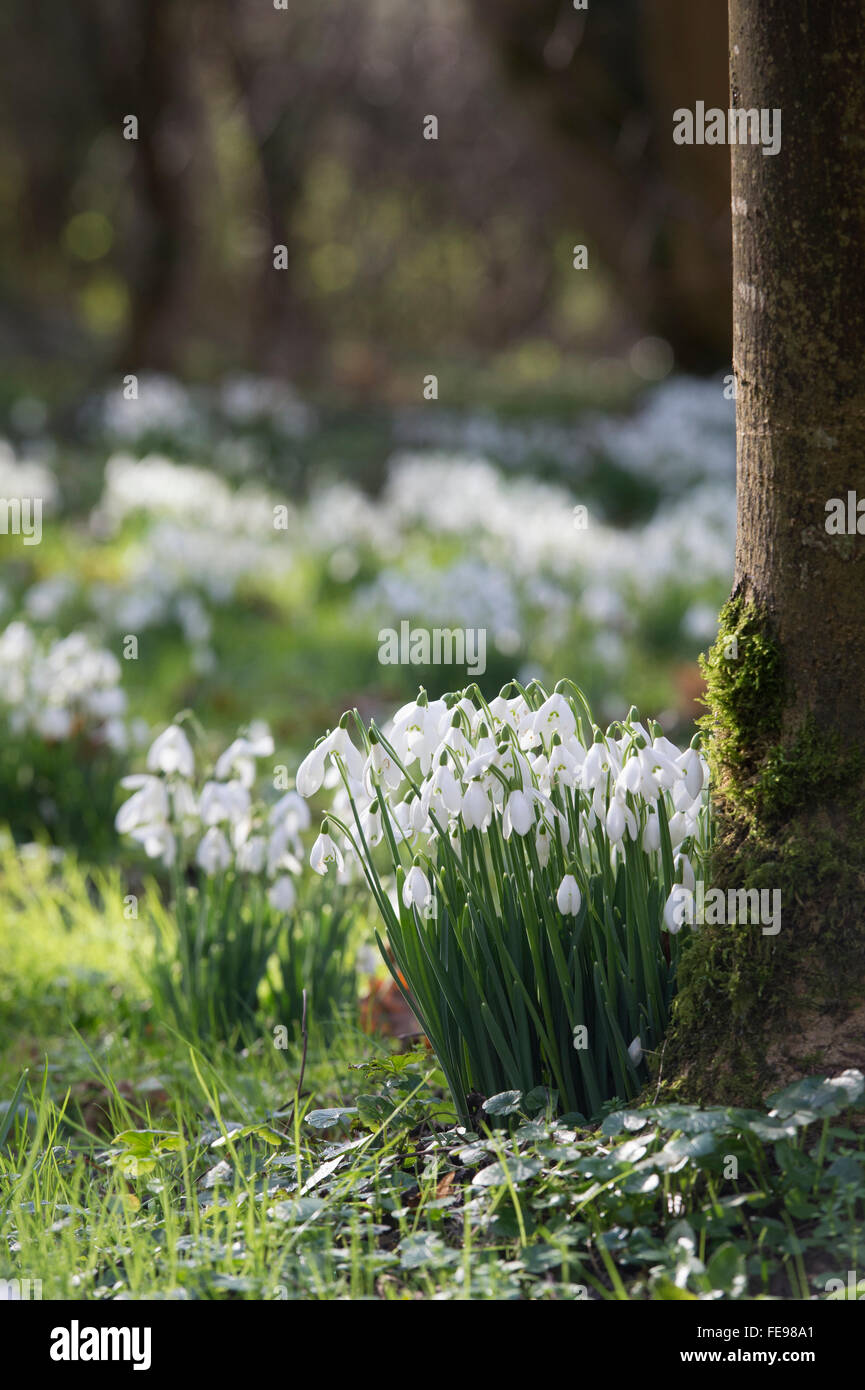 Galanthus. Snowdrops in an ancient woodland. UK Stock Photo