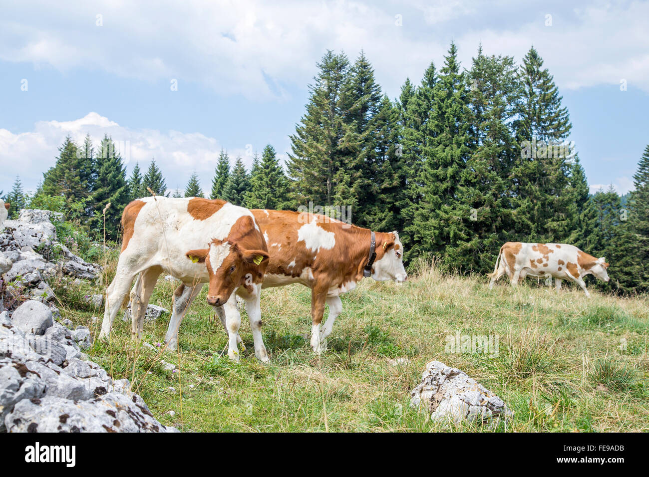 Herd of white and brown cows grazing on an alpine pasture surrounded by ...