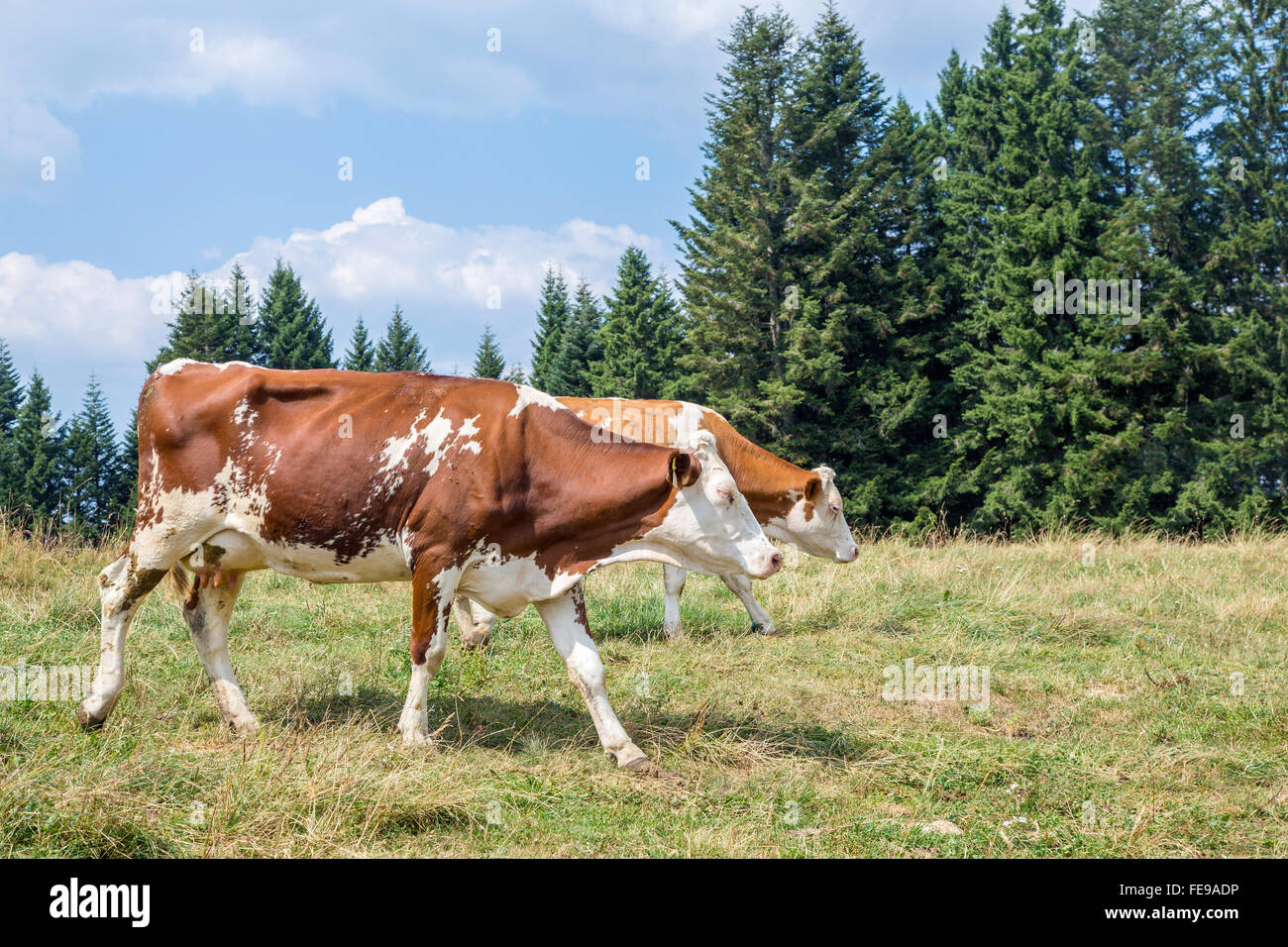 Two white and brown cows walking along a mountain pasture with pine ...