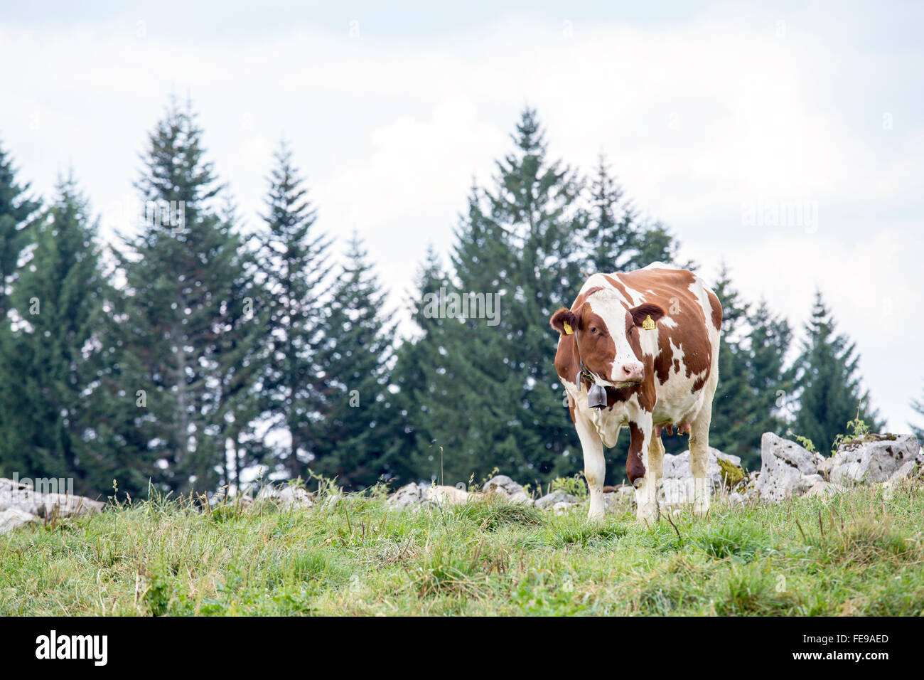 A brown and white cow grazing on a alpine pasture with coniferous trees ...