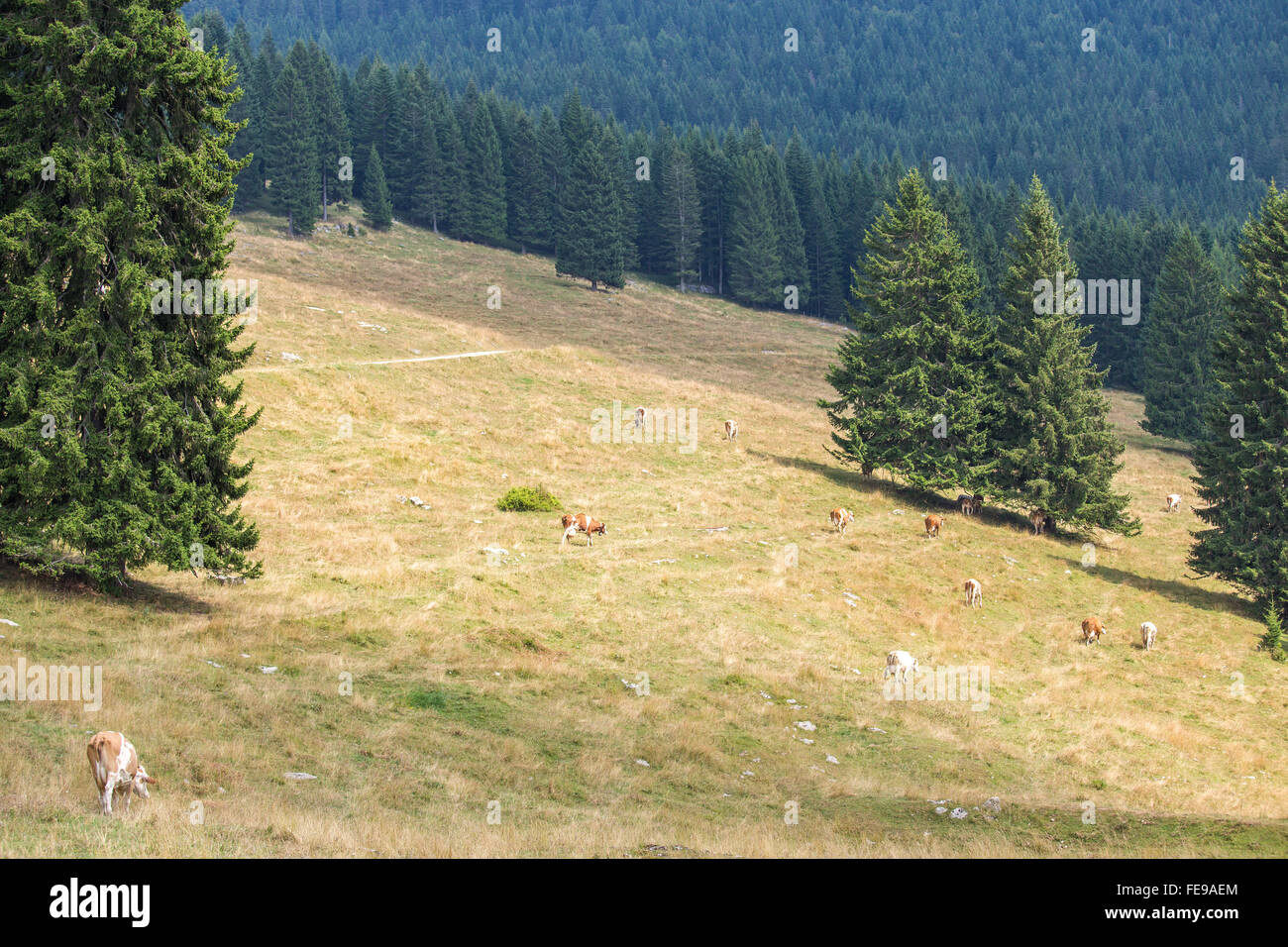 Herd of cows grazing on an alpine pasture surrounded by coniferous ...