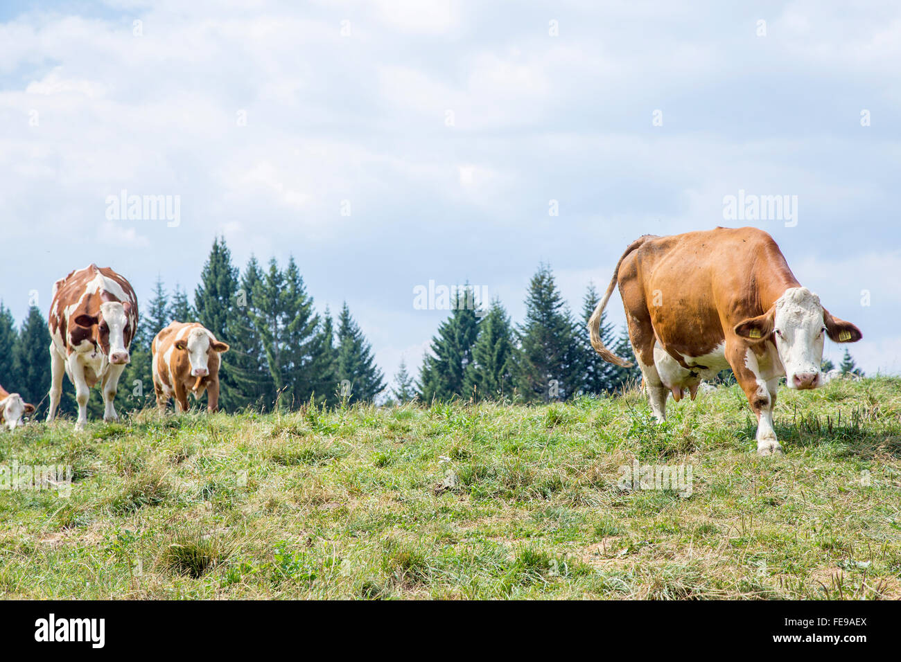 Herd of white and brown cows approaching along the pasture Stock Photo ...