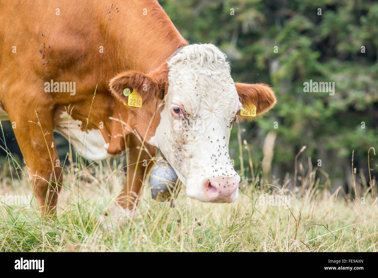 Brown cow with white face grazing on a pasture with trees on the background Stock Photo