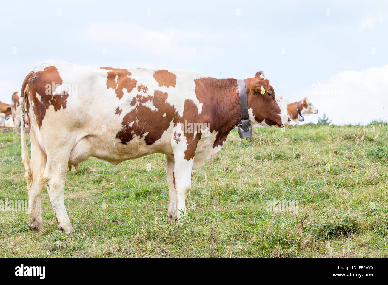 A white and brown cow standing on a pasture Stock Photo - Alamy