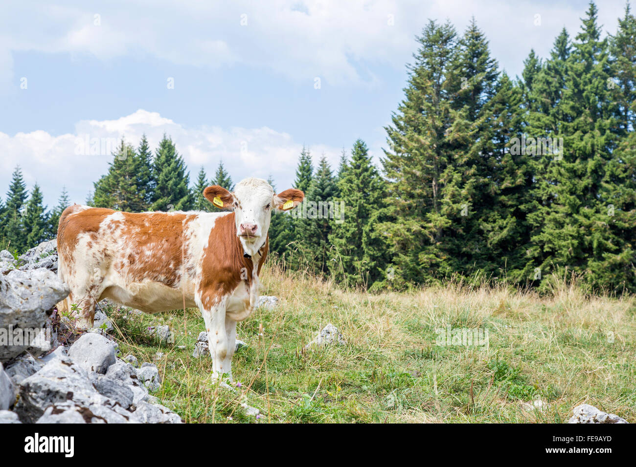 A calf standing and looking at the camera on an mountain pasture Stock Photo