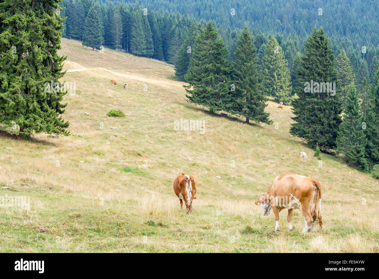 Herd of cows grazing on a mountain pasture surrounded by pine trees