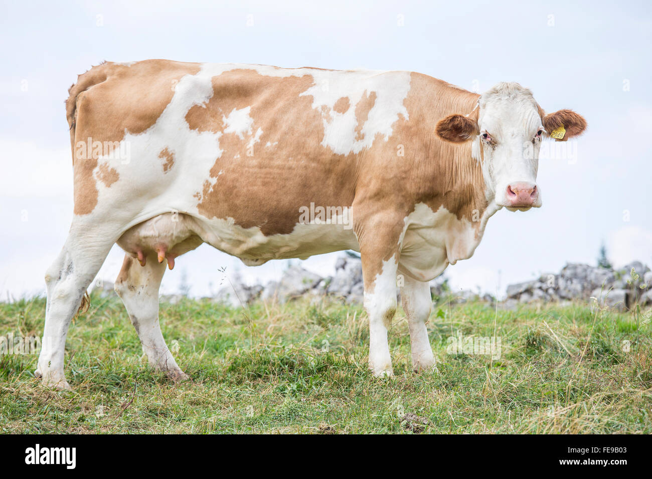 Huge cow standing on a pasture and looking at camera Stock Photo