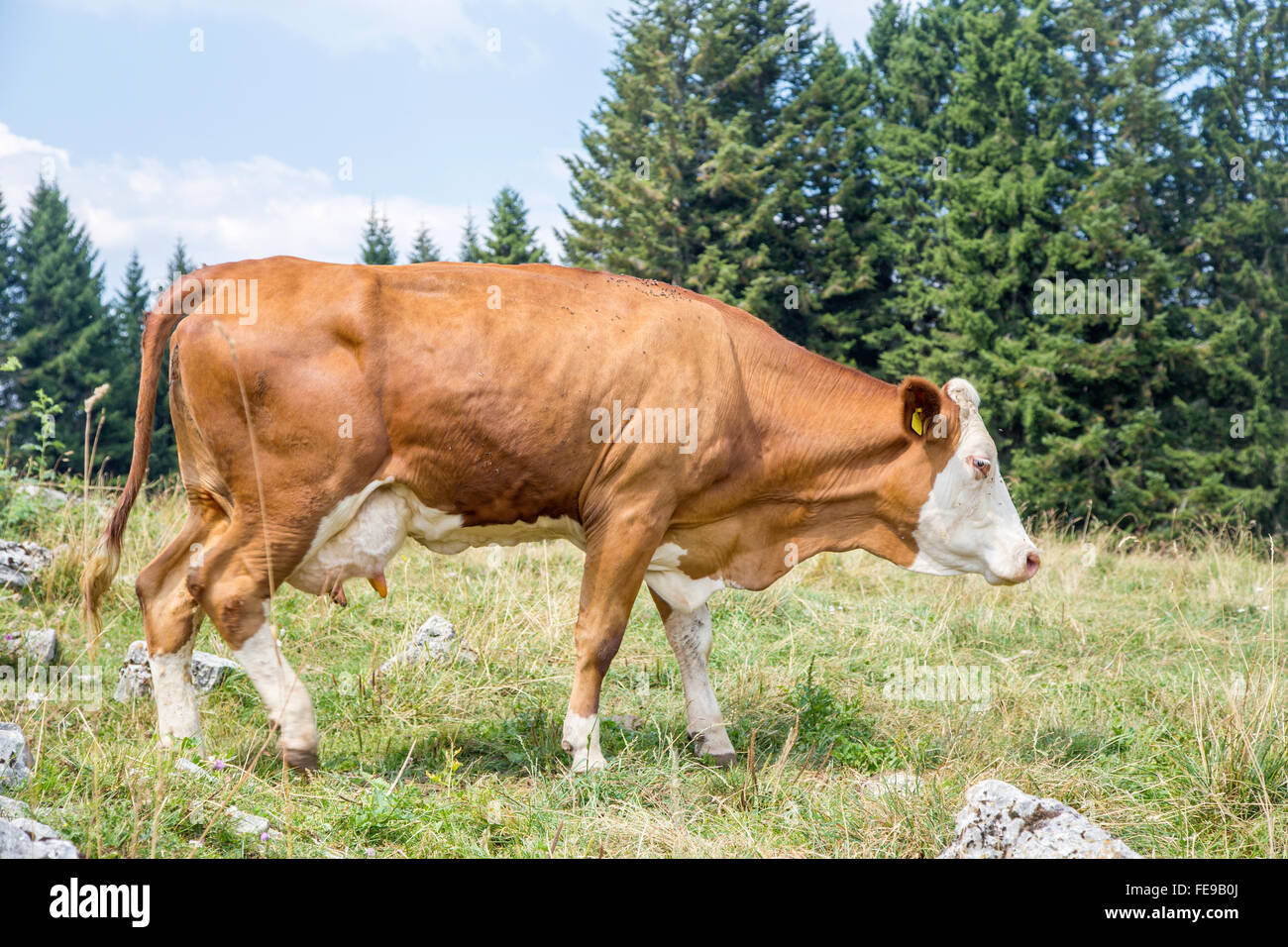 Brown cow walking along a mountain pasture Stock Photo - Alamy