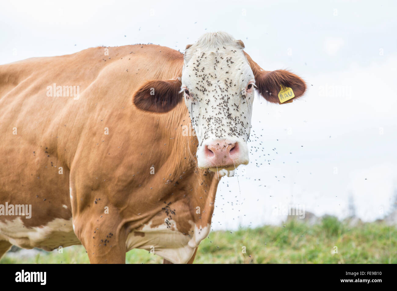 Huge cow with the face covered by flies looking at camera Stock Photo