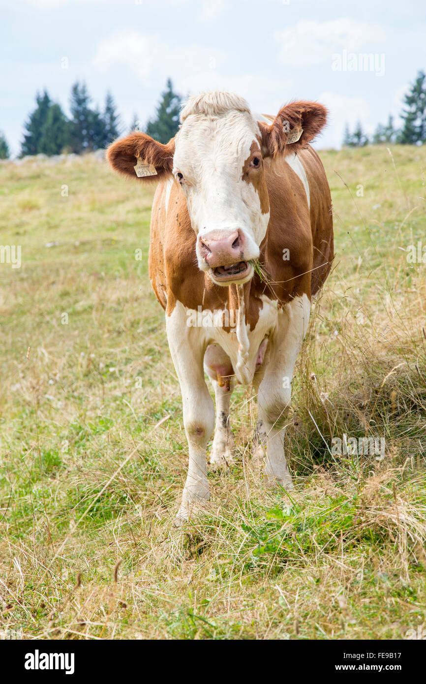 A white and brown cow on a mountain pasture looking at camera Stock Photo