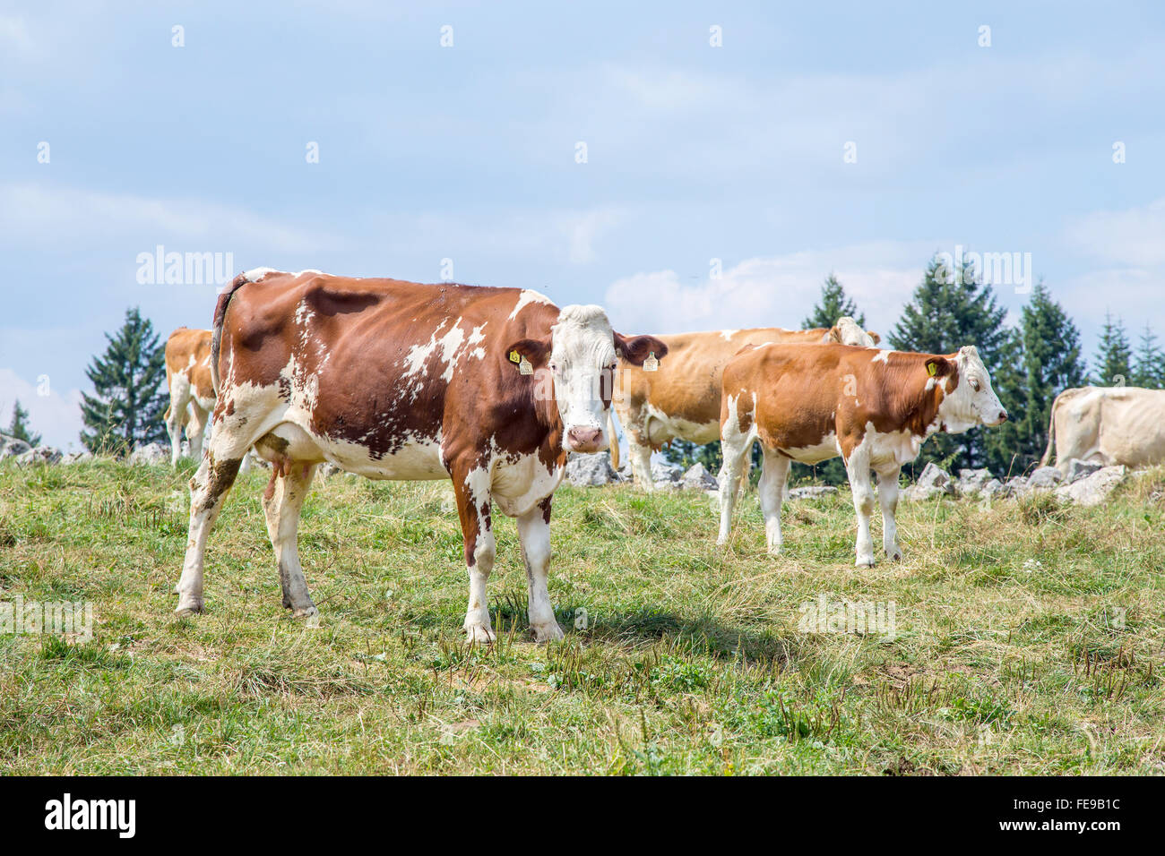 Herd of grazing on alp pasture cows with a cow looking at camera Stock Photo