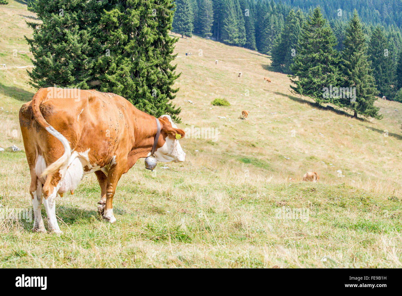 A cow is looking towards the herd grazing on an alpine pasture with coniferous trees on the background Stock Photo