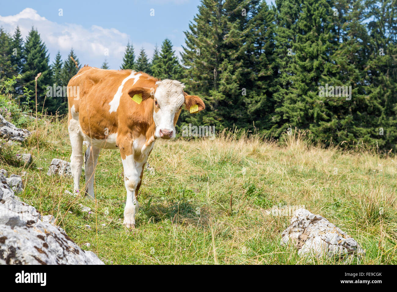 A calf standing and looking at the camera on an alpine pasture Stock Photo
