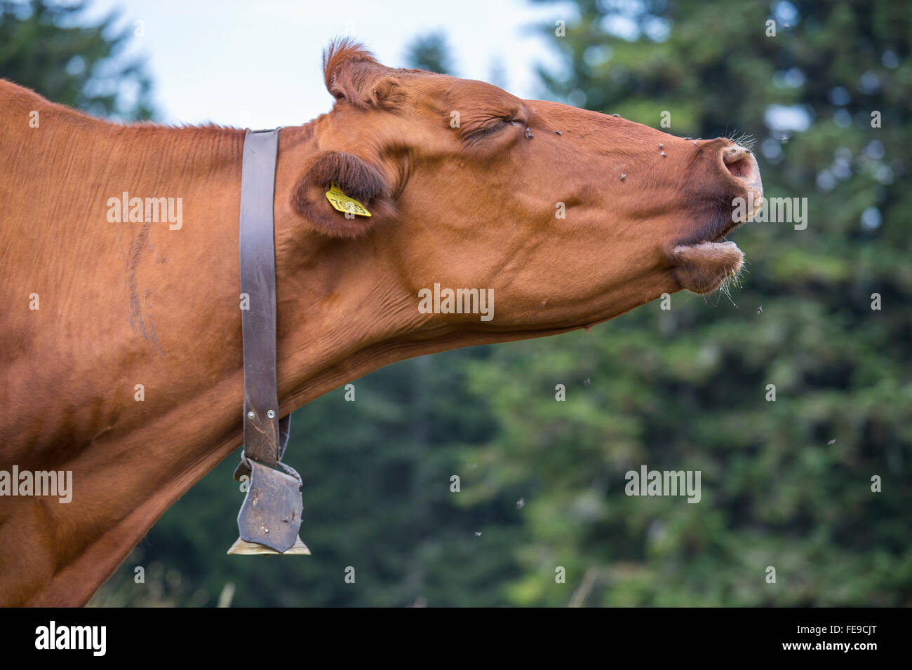 A brown cow with a bell around the neck while mooing Stock Photo