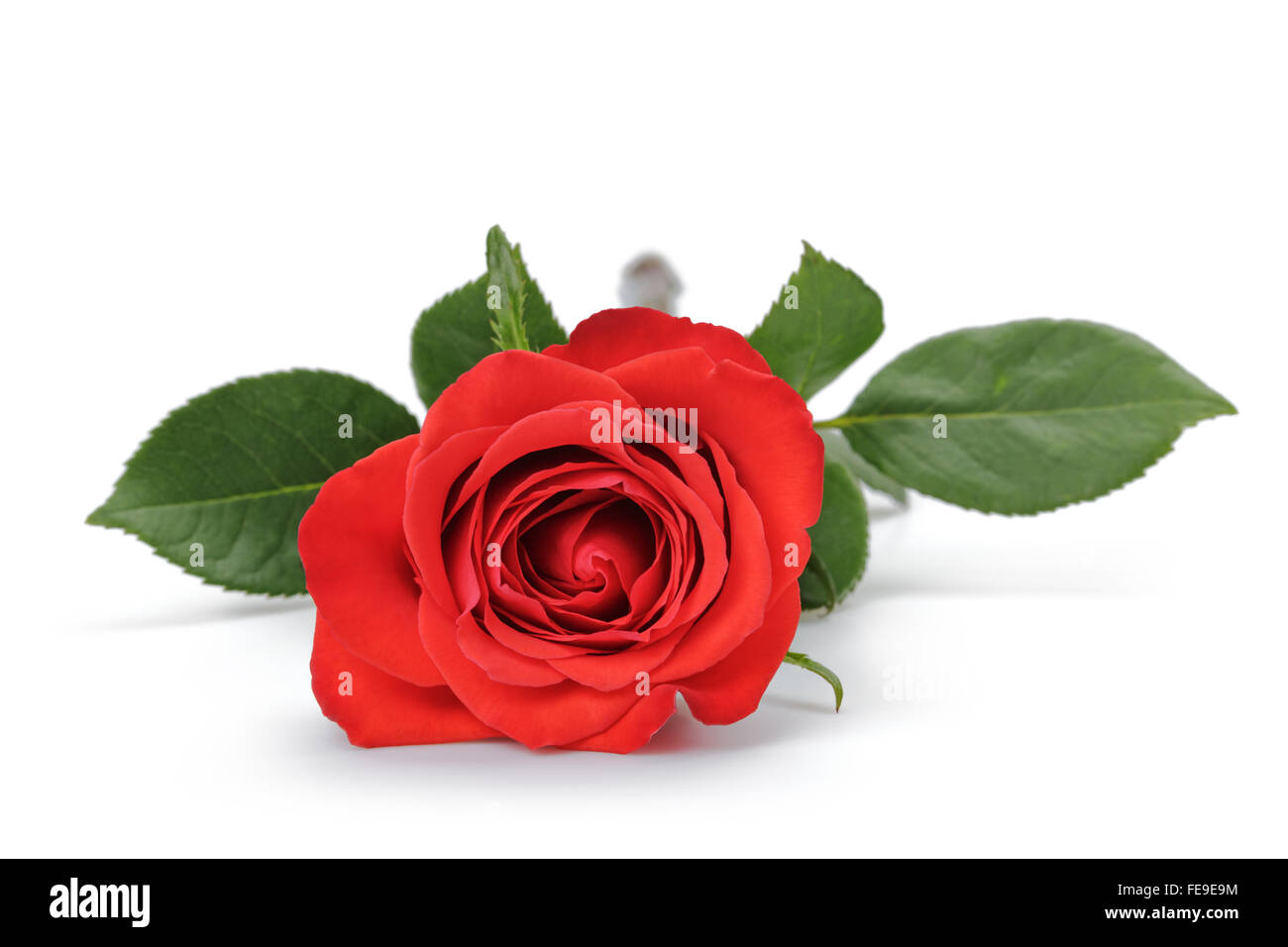 one bright red rose isolated on white Stock Photo - Alamy