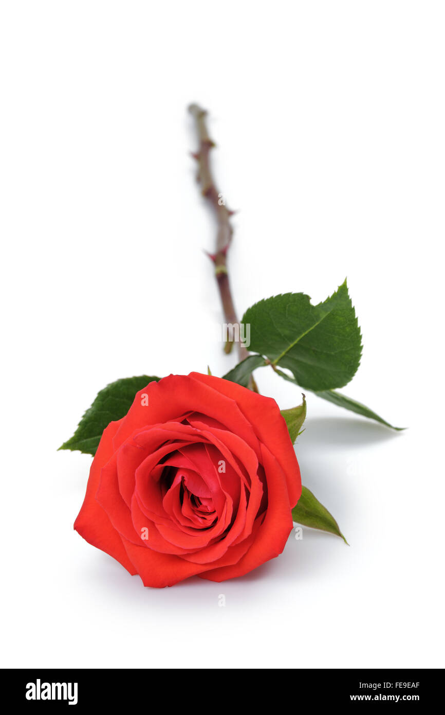 one bright red rose isolated on white Stock Photo - Alamy