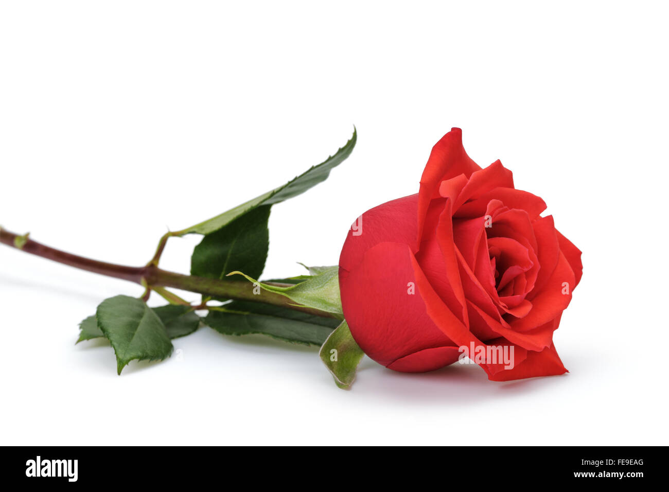 one bright red rose isolated on white Stock Photo - Alamy