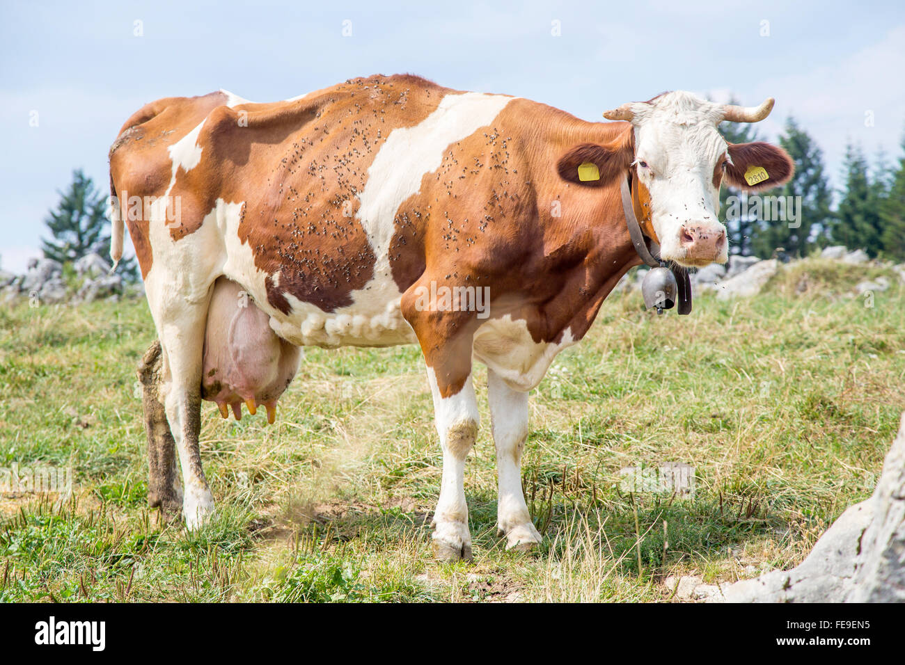 A skinny cow standing and looking at camera with a bell around the neck and covered by flies Stock Photo
