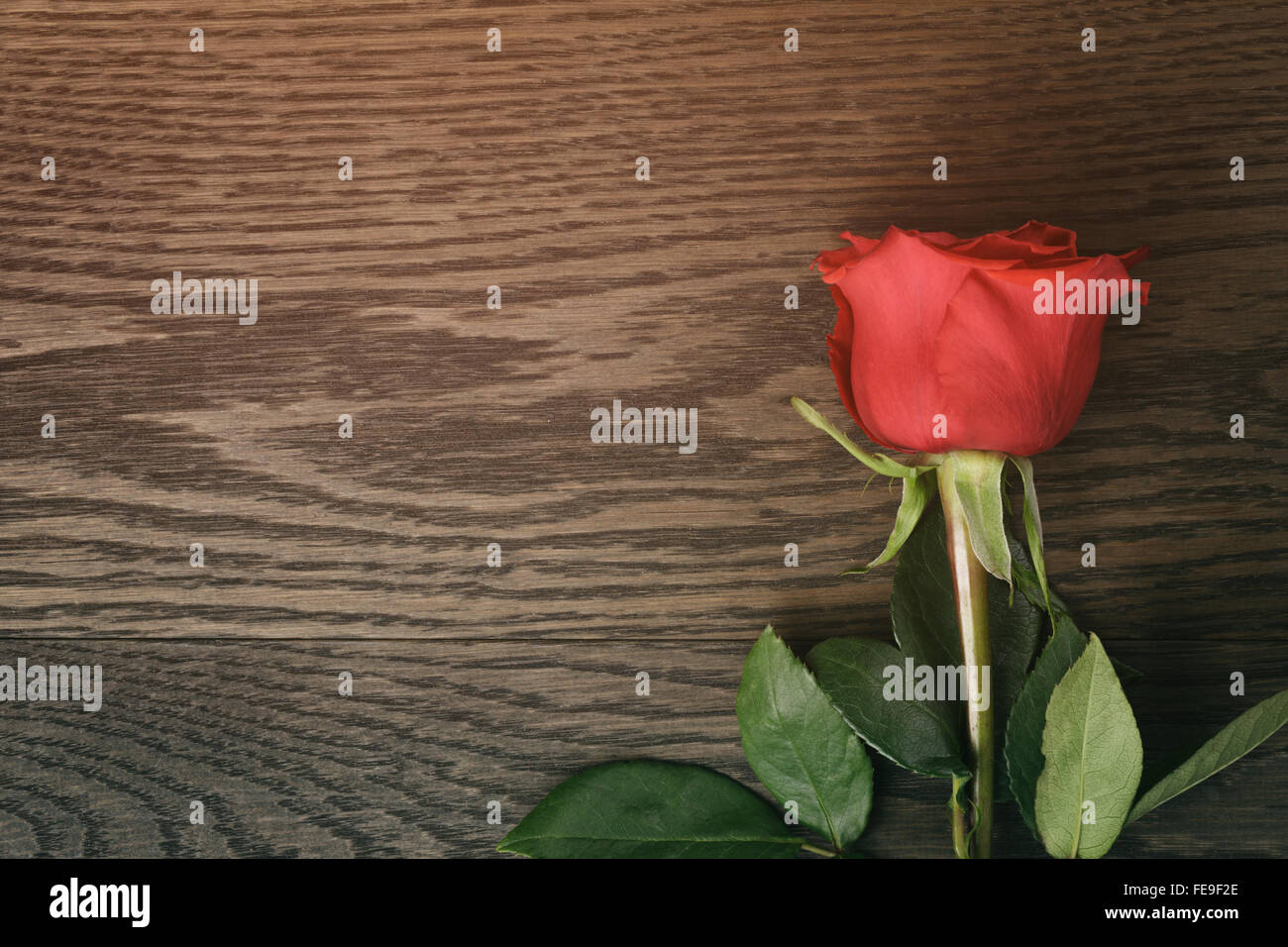 dark red rose on wood table with copy space for something Stock Photo ...