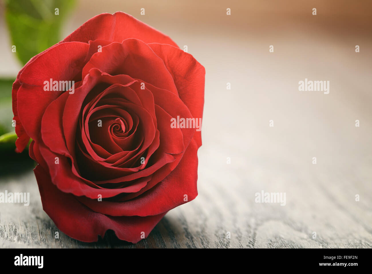 dark red rose on wood table with copy space for something Stock Photo ...