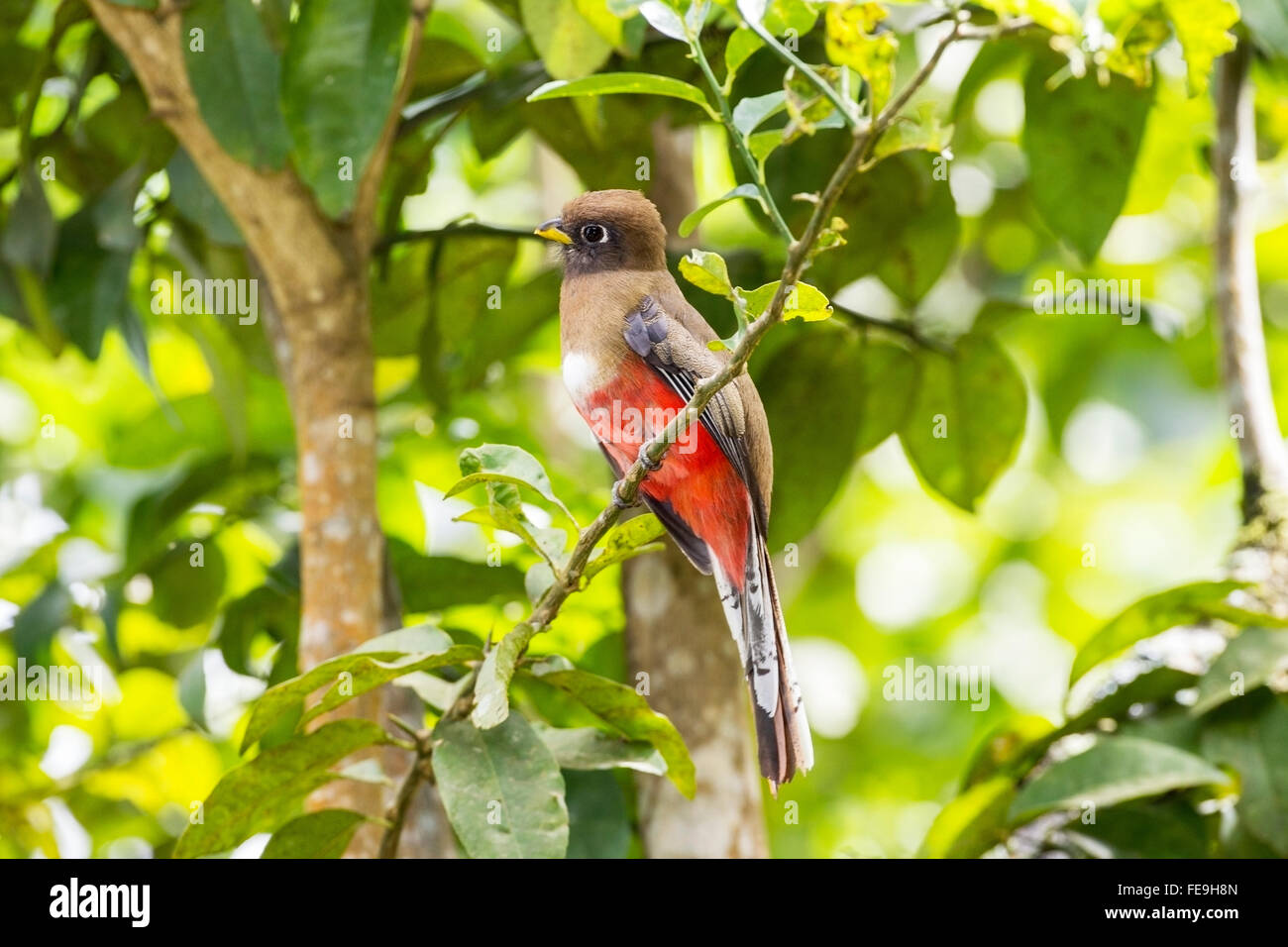 collared trogon (Trogon collaris) adult female perched on branch of tree in rainforest, Trinidad, Caribbean Stock Photo