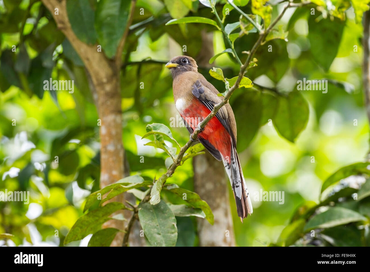 collared trogon (Trogon collaris) adult female perched on branch of tree in rainforest, Trinidad, Caribbean Stock Photo