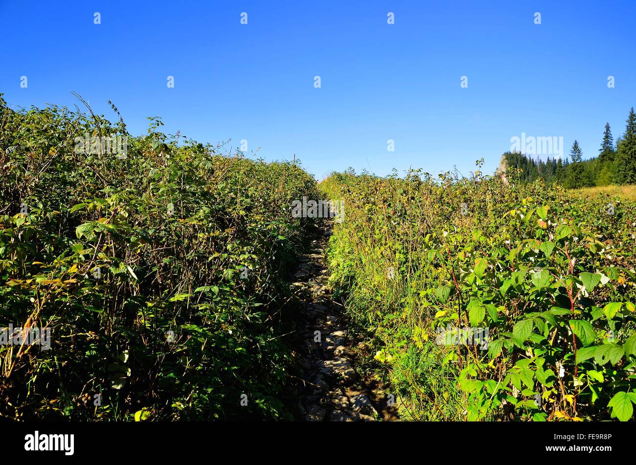 Summer mountain landscape. Green grass and path in a clearing in the