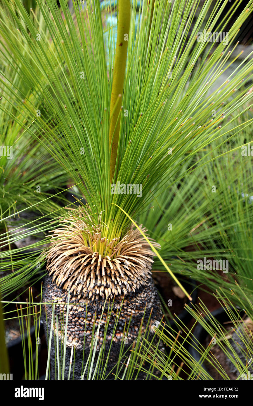 Grass trees, Xanthorrhoea preissi in a pot for sale Stock Photo