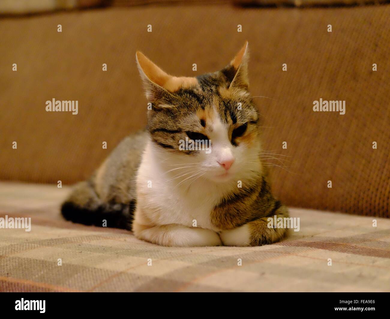 Sofa cat hires stock photography and images Alamy