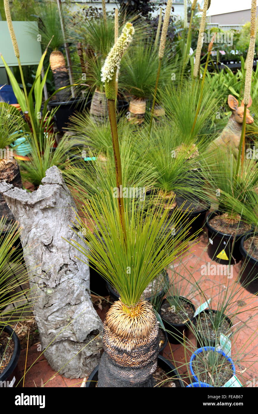 Grass trees, Xanthorrhoea preissi in a pot for sale Stock Photo