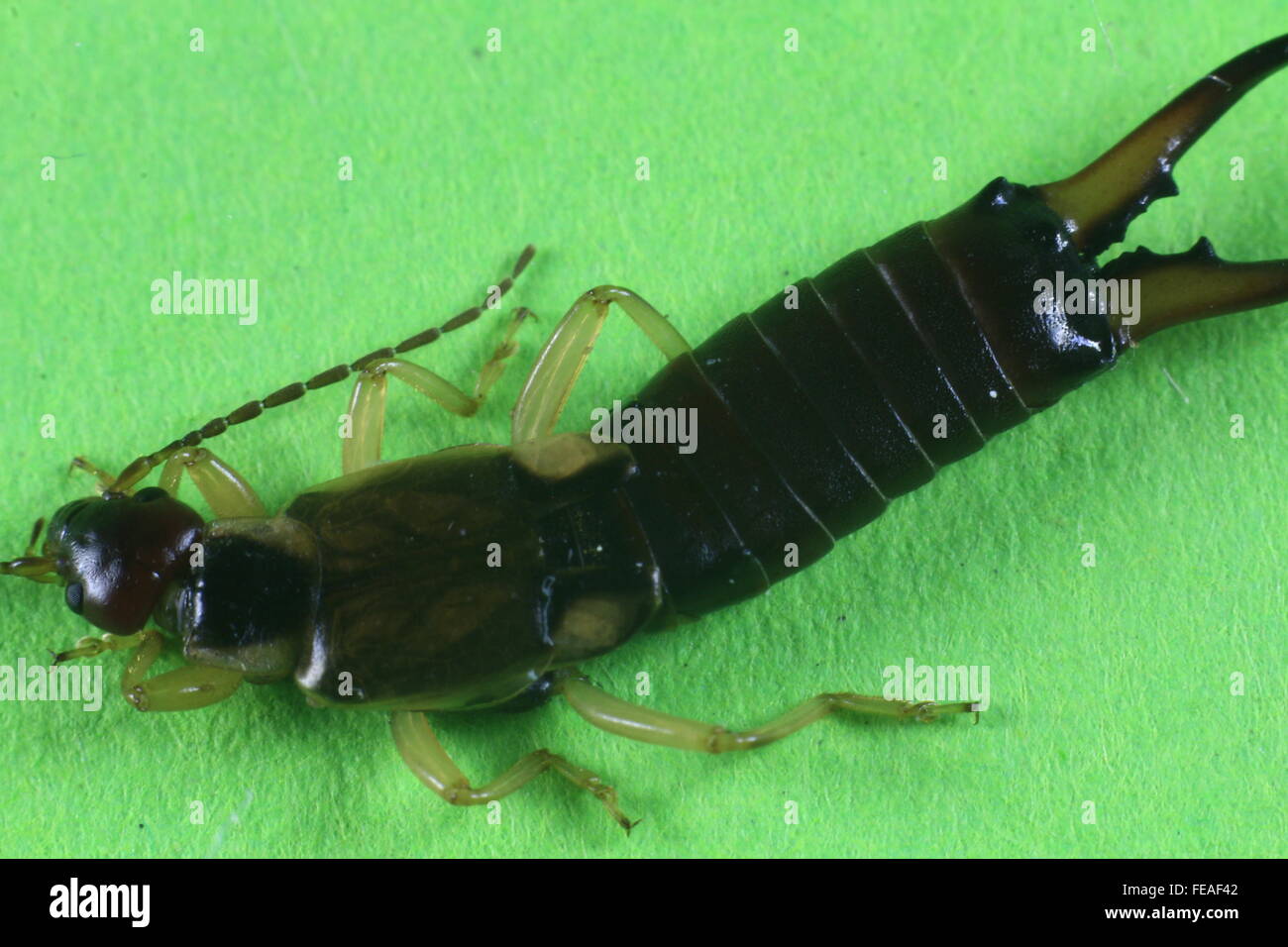 Insect earwig (forfícula auricularia Stock Photo - Alamy
