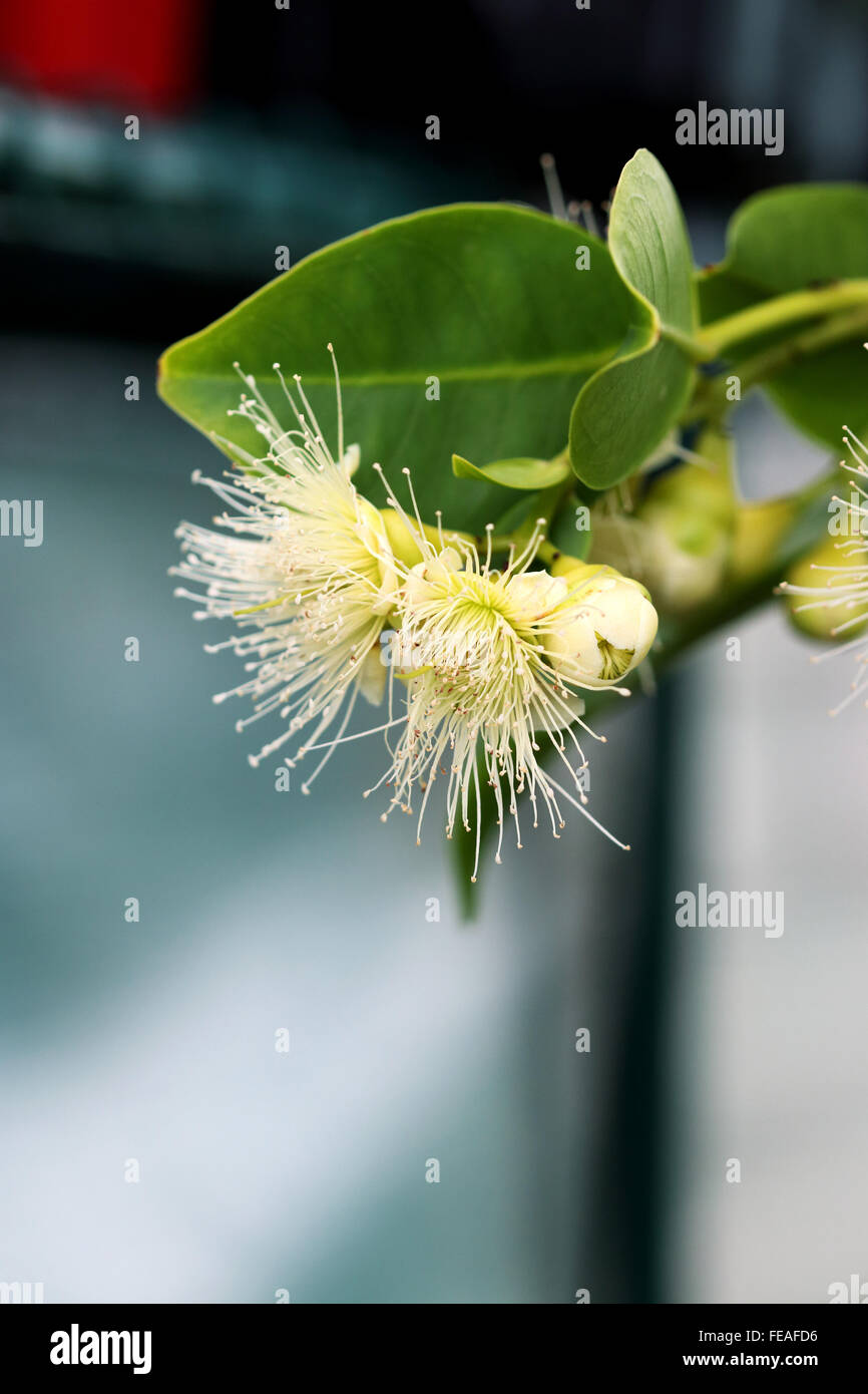 Syzygium samarangense or known as Wax Jambu flower Stock Photo