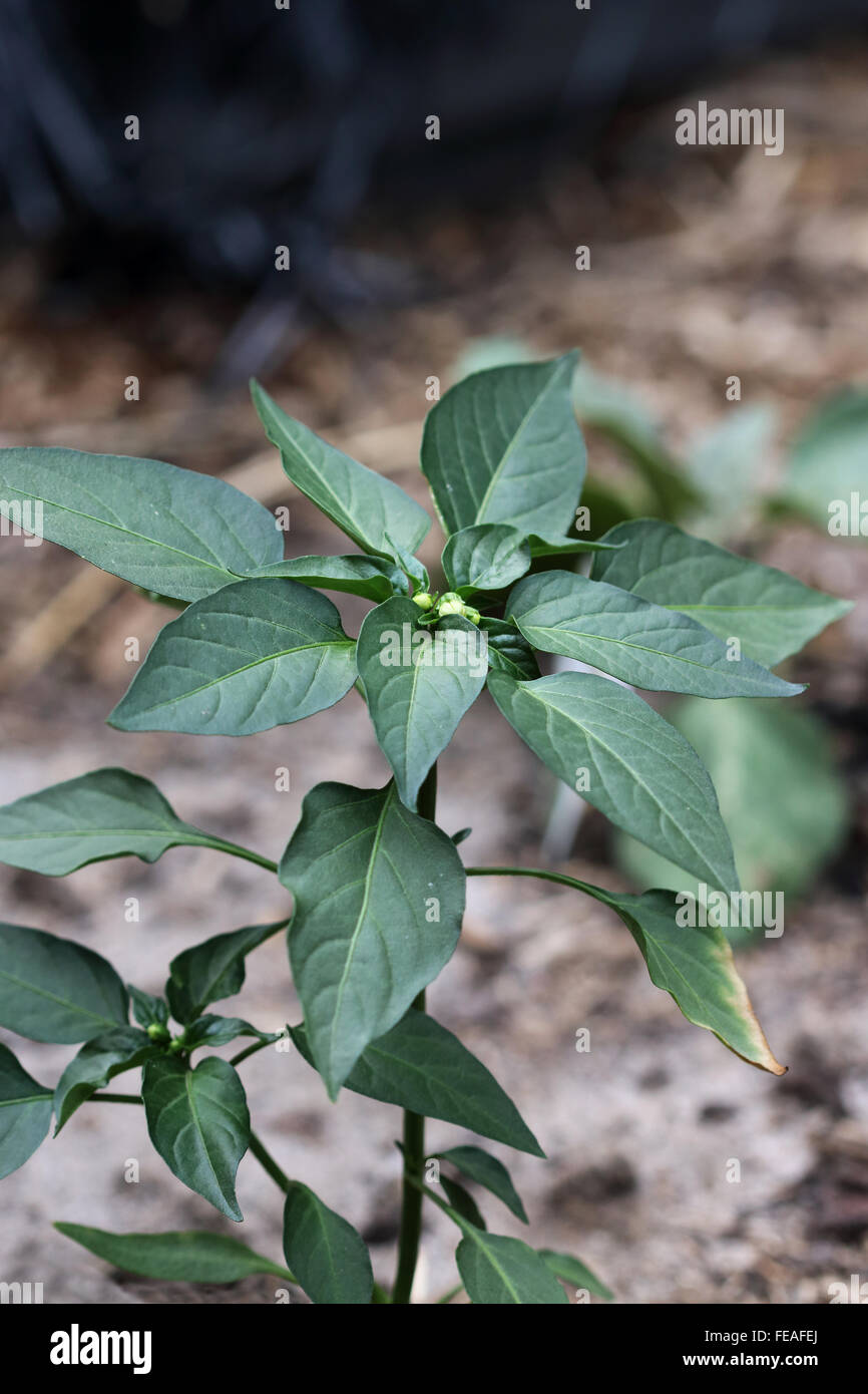 Growing chili plant Stock Photo Alamy
