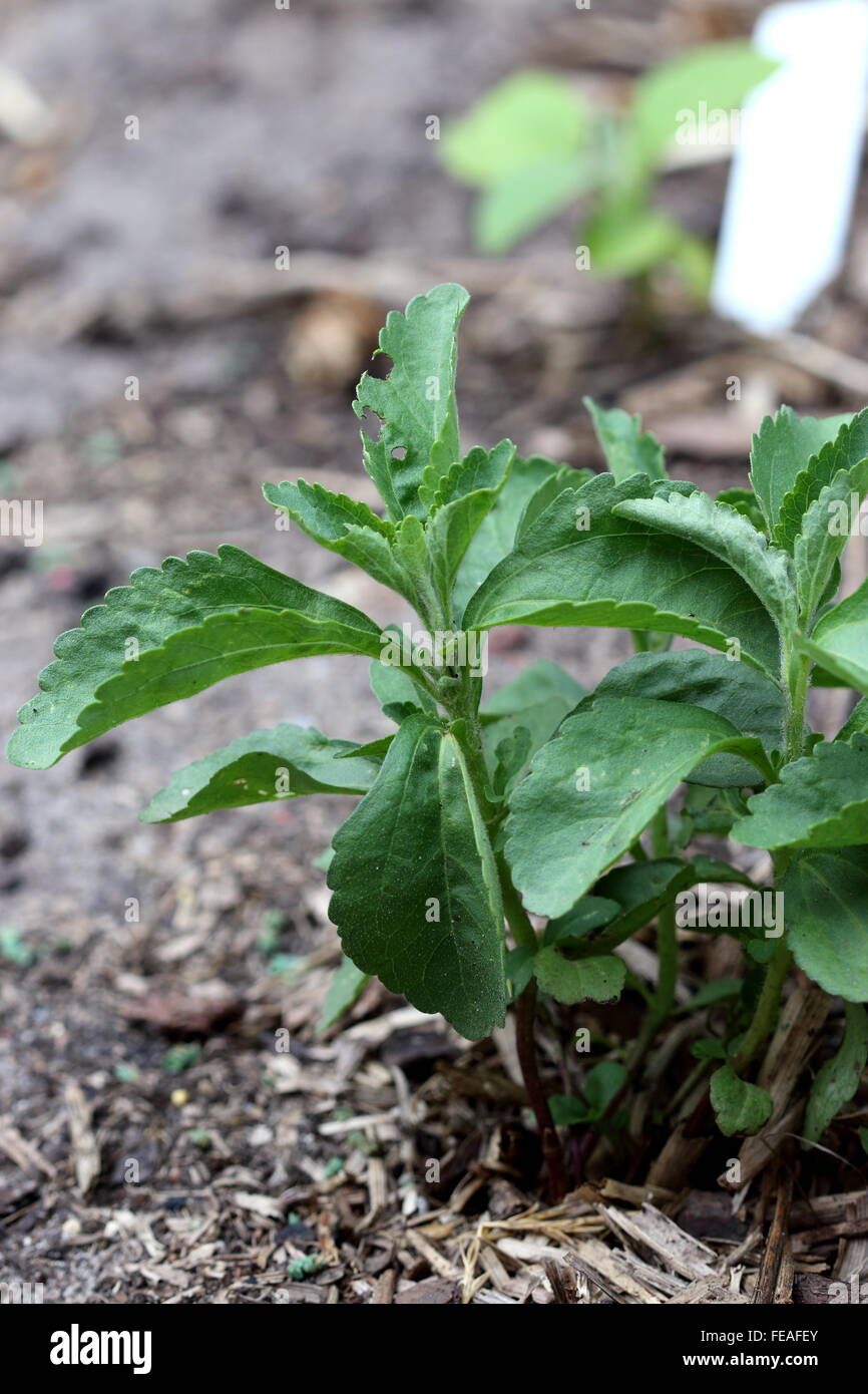 Growing Sweet herb Stevia rebaudiana in the ground Stock Photo Alamy